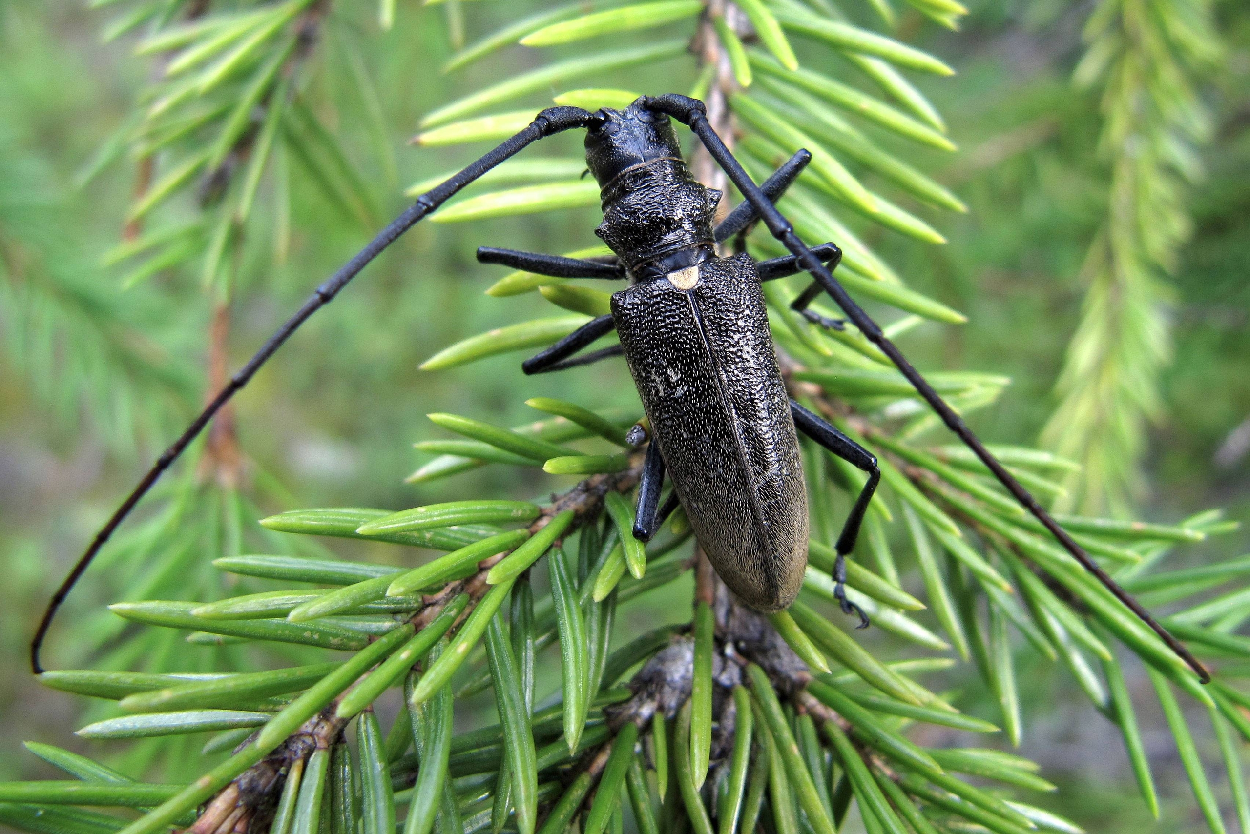 Лесозаготовители Карелии развеяли мифы об опасных жуках-усачах